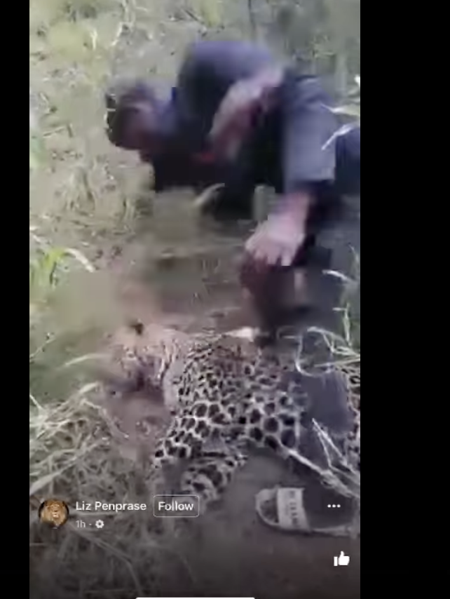 Video of a leopard being slapped